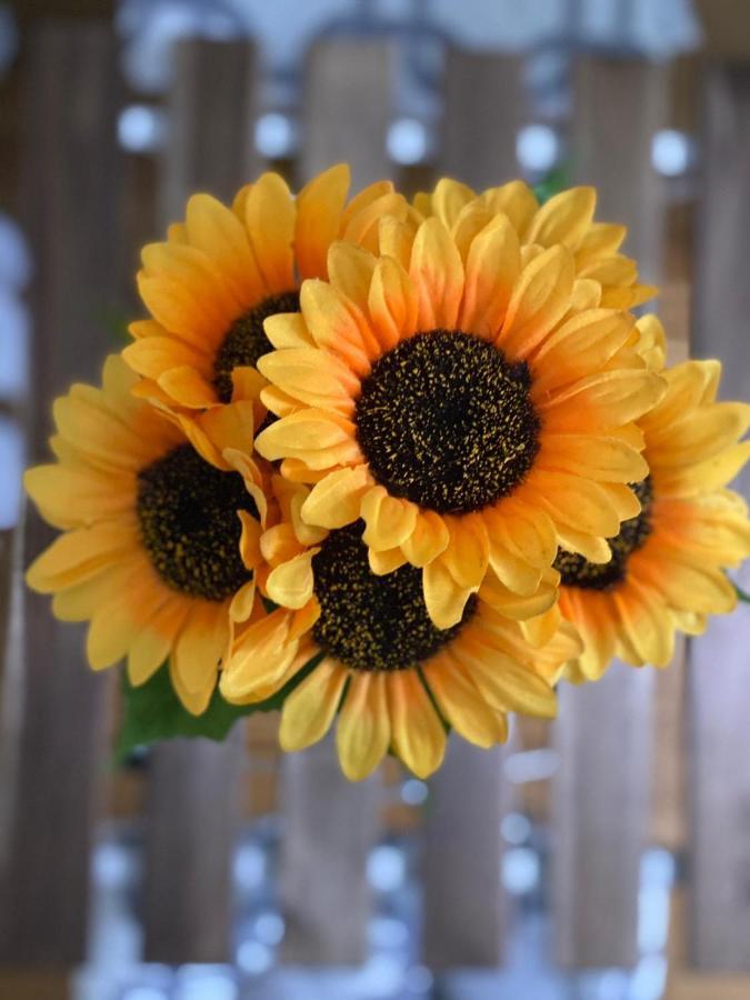 Apartment Sunflower021 Novi Sad Luaran gambar